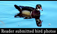 Reader submitted Bird Photo Gallery