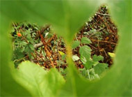 Butterfly Leaves
