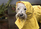 Franky rain-or-shine walker